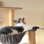 猫が本当に喜ぶおしゃれキャットタワーおすすめ12選！【愛猫歴20年が解説】
