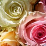 肌に優しい生理用品12選！【超敏感肌の私がおすすめ】