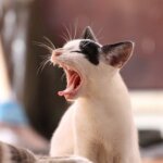 【2025年版】おしゃれな猫用爪とぎおすすめ14選！選び方や購入時のポイントまで解説！