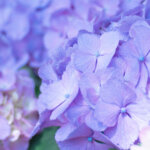 【お悩み解決！】梅雨におすすめのアロマ・ハーブアイテム15選