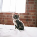 【保存版】猫との避難に備えておきたいおすすめ猫防災グッズ15選