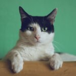 【猫好き必見！】猫をもっと好きになるおすすめ猫の本15選