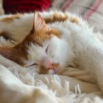 【猫の日にもおすすめ】冬の猫モチーフあったかアイテム10選